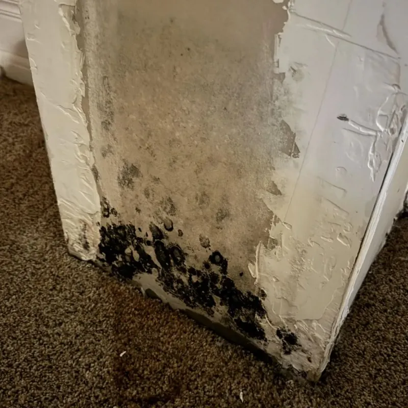 Professional Mold Removal in Loveland, CO